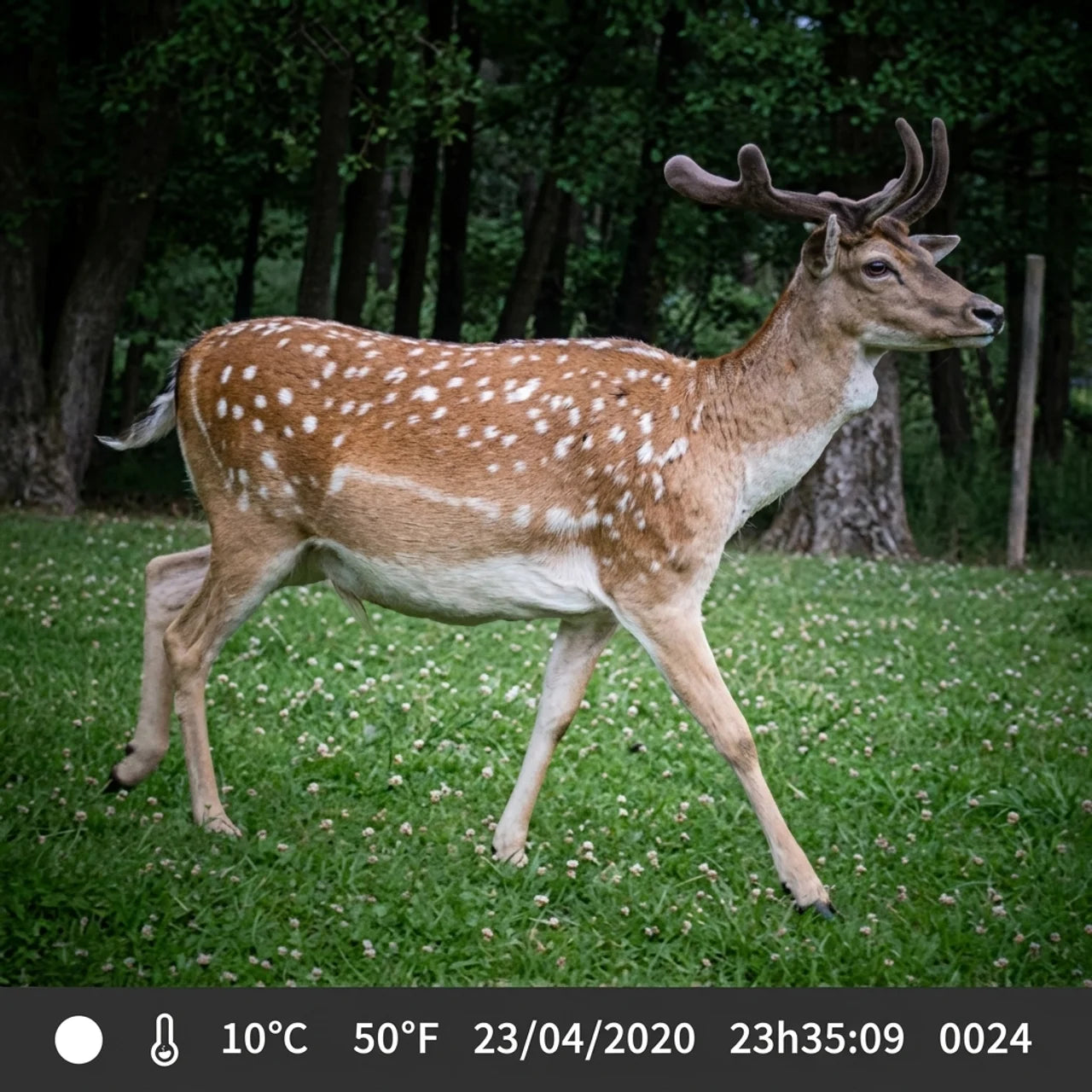 Caméra Chasse 4K WiFi Pro
