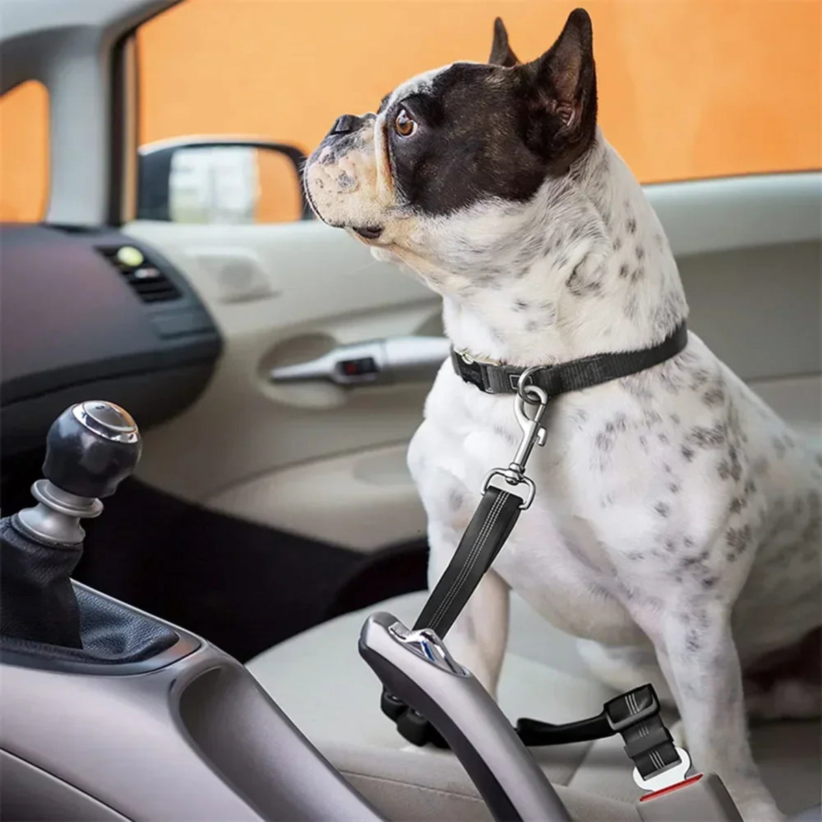Ceinture Sécurité Chien Voiture