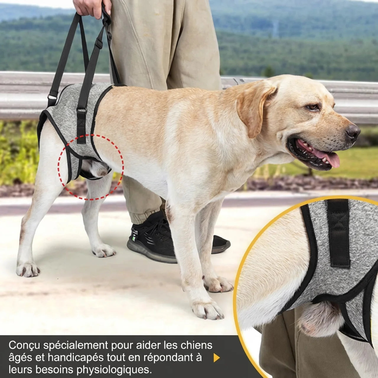 Harnais Soutien Arrière Chien